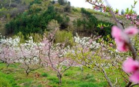 能賞花、能摘果，孕育致富新希望！縮略圖