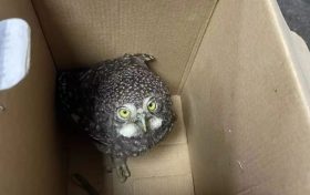 宗營派出所連續(xù)救助5只“萌”禽縮略圖