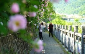 佛坪初夏，薔薇花開已傾城！縮略圖
