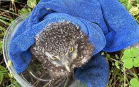 “萌”禽落難！民警成功救助國家二級保護動物縮略圖
