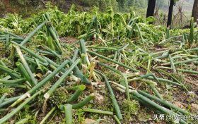 5月7日，漢中市寧強縣突降暴雨及冰雹部分區(qū)域莊稼受損嚴重縮略圖