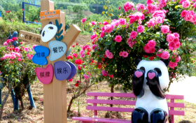 銀廠溝村：月季花、百合花盛放迎客縮略圖