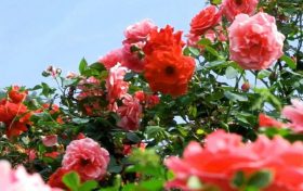 今天4時(shí)51分，我們迎來(lái)夏天的第四個(gè)節(jié)氣——夏至縮略圖