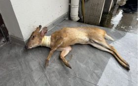 “萌”獸公路遇險，警民暖心救助縮略圖