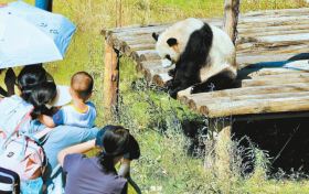 來(lái)佛坪，看大熊貓！縮略圖