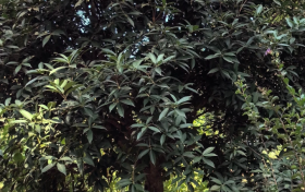 今年漢中的桂花咋還沒開？答案來了→縮略圖