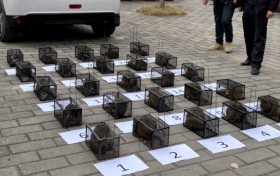 接力行動→解救25只“飛鼠” 守護(hù)生態(tài)家園縮略圖
