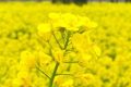 漢中油菜花節(jié)交響音樂(lè)會(huì)3月中旬啟動(dòng)！地點(diǎn)→縮略圖
