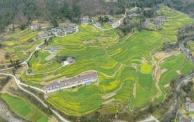 油菜、小麥、茶葉、花期果園低溫凍害風險預警縮略圖