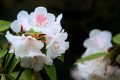 全民免門票2天，黎坪已備好山水盛宴，待君赴約！縮略圖