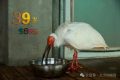 生于洋縣，全球最長(zhǎng)壽朱鹮39歲了！縮略圖