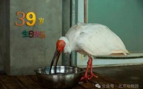 生于洋縣，全球最長壽朱鹮39歲了！縮略圖