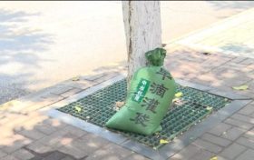 漢中街頭行道樹集體“穿馬甲”！啥門道？縮略圖