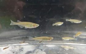 對水質(zhì)”挑食”！漢中首次發(fā)現(xiàn)該珍稀物種→縮略圖