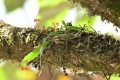 國家一級(jí)重點(diǎn)保護(hù)！陜西再次發(fā)現(xiàn)縮略圖