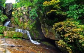 漢臺區(qū)關于加強鳥類等野生動植物保護的通告縮略圖
