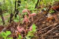 南鄭區(qū)發(fā)現(xiàn)“植物界的精靈”——大根蘭縮略圖