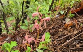 南鄭區(qū)發(fā)現“植物界的精靈”——大根蘭縮略圖