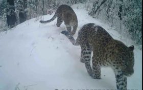 秦嶺和諧曲-記佛坪保護(hù)區(qū)動(dòng)物同框畫面縮略圖