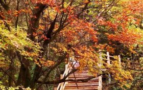 不等了！這個秋天，我就要去草川子~縮略圖