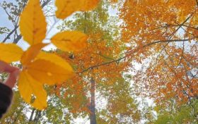 草川子秋日美景上線！抓緊時(shí)間沖→縮略圖