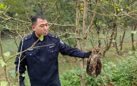 寧強(qiáng)警民攜手成功救助一只國家二級保護(hù)動物雕鸮縮略圖